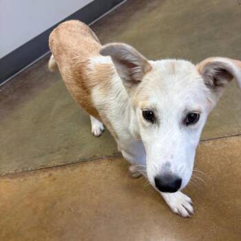 Bisquik - 072109U -  Shepherd and Mixed Breed Dog for Adoption in Tupelo, Mississippi - Bisquik - 072109U | PetCurious