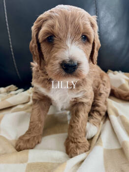 LILLY -  Bernedoodle Dog for Adoption in Grand Junction, Colorado - LILLY | PetCurious