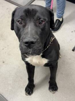 Mixed Breed Dogs Available for Adoption in West Chester, Pennsylvania - Kratos | PetCurious