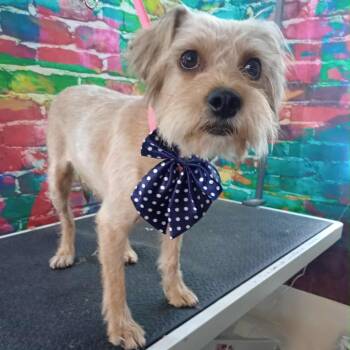 Rescue Terrier Dogs for Adoption in Las Vegas, Nevada - Juliet | PetCurious