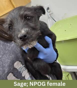 Sage -  Terrier Dog for Adoption in Rathdrum, Idaho - Sage | PetCurious