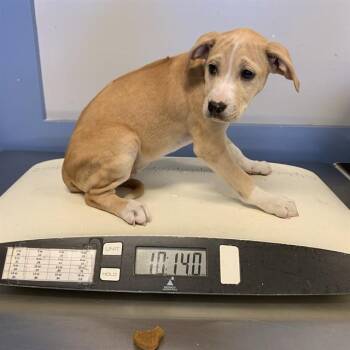 A1410391 -  Rhodesian Ridgeback and Mixed Breed Dog for Adoption in San Jose, California - A1410391 | PetCurious