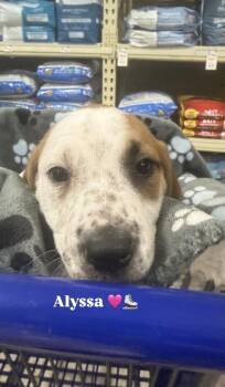Pit Bull Terrier and Mixed Breed Dogs Available for Adoption - Alyssa (Mira’s Munchkins 2026) | PetCurious