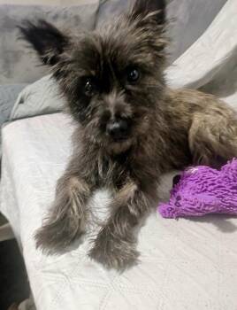 Violet -  Cairn Terrier Dog for Adoption in Milton, Florida - Violet | PetCurious