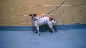 Parson Russell Terrier and Mixed Breed Dogs Available for Adoption in Tulsa, Oklahoma - BELLA | PetCurious