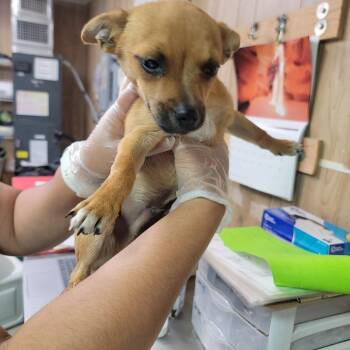 Crush -  Mixed Breed Dog for Adoption in Leander, Texas - Crush | PetCurious
