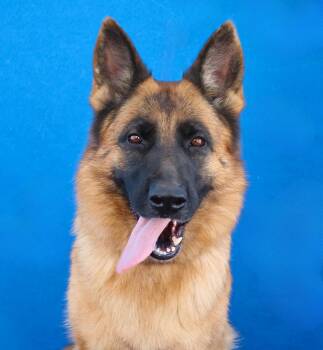 JULIE -  German Shepherd Dog Dog for Adoption in Pasadena, California - JULIE | PetCurious