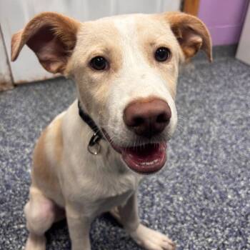 Theo -  Yellow Labrador Retriever Dog for Adoption in Belleville, Illinois - Theo | PetCurious