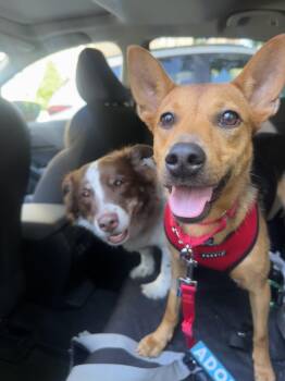 Shakira -  Mixed Breed Dog for Adoption in New York, New York - Shakira | PetCurious