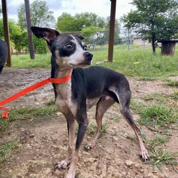 Oreo -  Chihuahua and Xoloitzcuintli Mexican Hairless Dog for Adoption in Wimberley, Texas - Oreo | PetCurious