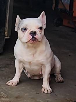 Rescue French Bulldog Dogs for Adoption in Zanesville, Ohio - Icey | PetCurious