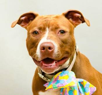 Rescue Terrier Dogs for Adoption in Sanford, Florida - Isla | PetCurious