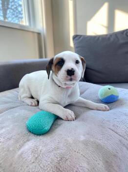 American Bulldog and Bluetick Coonhound Dogs Available for Adoption in Auburn, Georgia - Petunia | PetCurious