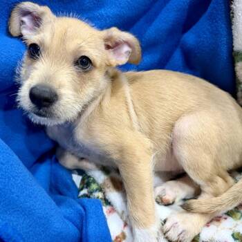 Clay -  Terrier and Mixed Breed Dog for Adoption in Ennis, Texas - Clay | PetCurious