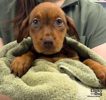 Emory -  Labrador Retriever and Shepherd Dog for Adoption in Washington, District Of Columbia - Emory | PetCurious