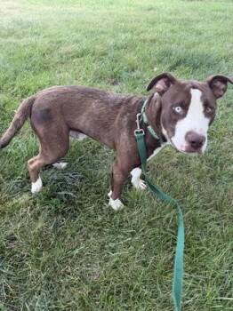 Bowie -  Mixed Breed Dog for Adoption in Kansas City, Missouri - Bowie | PetCurious