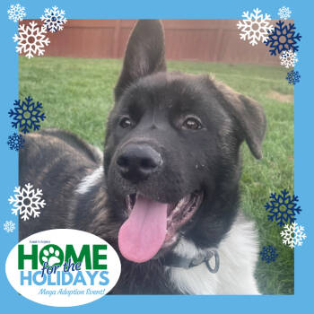 Rescue Akita Dogs for Adoption in Cincinnati, Ohio - Klive | PetCurious