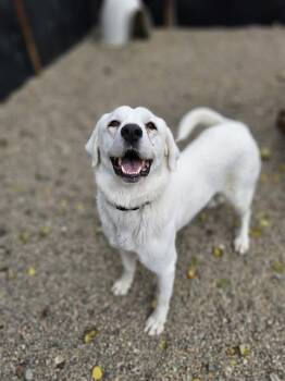 Rescue Labrador Retriever and Great Pyrenees Dogs for Adoption in Frisco, Colorado - ROSE | PetCurious