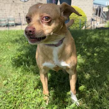 Branson -  Chihuahua Dog for Adoption in Latrobe, Pennsylvania - Branson | PetCurious