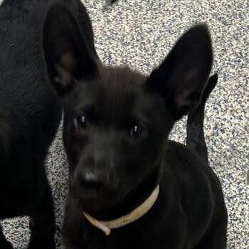 Fiona -  Labrador Retriever Dog Available for Adoption in Golden, Colorado - Fiona | PetCurious