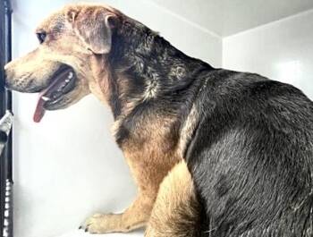A658549 -  Labrador Retriever and Mixed Breed Dog for Adoption in Houston, Texas - A658549 | PetCurious