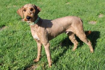 Standard Poodle and Mixed Breed Dogs Available for Adoption in Kansas City, Missouri - Roper | PetCurious