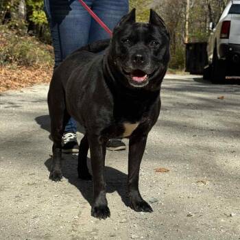 Rescue Pit Bull Terrier Dogs for Adoption in Portland, Maine - Kelsie (FEE SPONSORED) | PetCurious