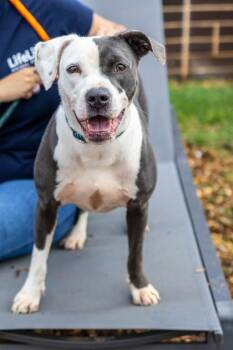 Khaki -  Mixed Breed Dog Available for Adoption in Chamblee, Georgia - Khaki | PetCurious