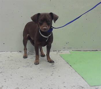 PANCAKES -  Chihuahua and Mixed Breed Dog for Adoption in Houston, Texas - PANCAKES | PetCurious