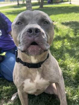 Bernardo -  Mixed Breed Dog for Adoption in West Chester, Pennsylvania - Bernardo | PetCurious