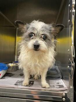 Rat Terrier and Mixed Breed Dogs Available for Adoption - Dorothy | PetCurious