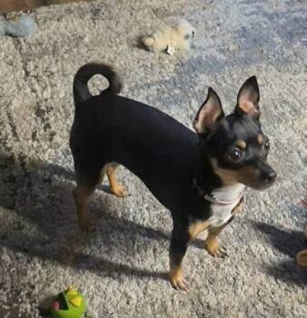 Dazee May -  Miniature Pinscher Dog for Adoption in Cottage Grove, Minnesota - Dazee May | PetCurious
