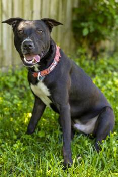 American Staffordshire Terrier and Shepherd Dogs Available for Adoption in Pearland, Texas - Pretzel | PetCurious