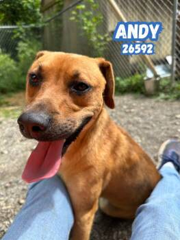 Labrador Retriever Dogs Available for Adoption in Oak Ridge, Tennessee - Andy | PetCurious