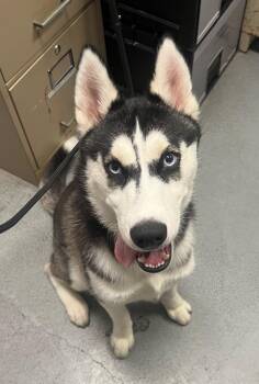 Snowball -  Siberian Husky Dog Available for Adoption in Trenton, New Jersey - Snowball | PetCurious