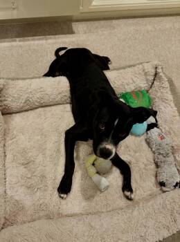 Titan -  Pit Bull Terrier and Labrador Retriever Dog for Adoption in Greenlawn, New York - Titan | PetCurious