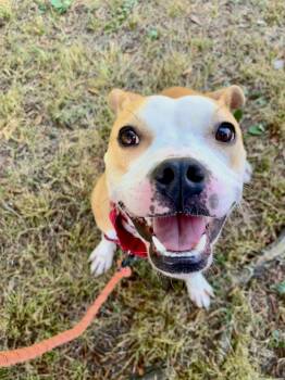 Scuba -  Mixed Breed Dog Available for Adoption in Durham, North Carolina - Scuba | PetCurious