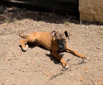 Ace -  Hound and Mixed Breed Dog for Adoption in Missouri City, Texas - Ace | PetCurious