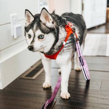 Klee Kai Dogs Available for Adoption - Aramis D10696 | PetCurious