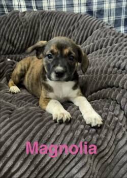 Terrier Dogs Available for Adoption in Topeka, Kansas - Magnolia | PetCurious