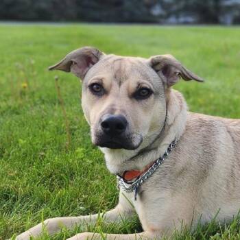 Labrador Retriever and Shepherd Dogs Available for Adoption in Carmel Hamlet, New York - Rico | PetCurious