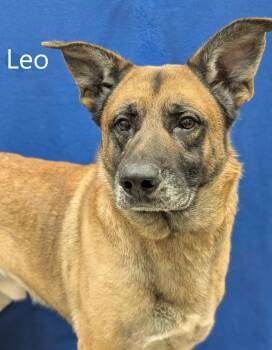 Shepherd Dogs Available for Adoption - Leo | PetCurious