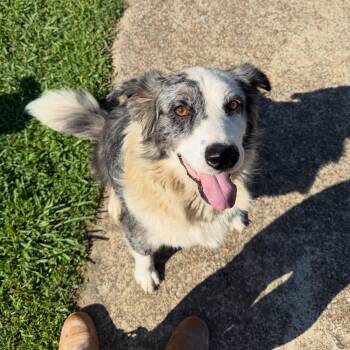 Gus -  Australian Cattle Dog Blue Heeler Dog for Adoption in Pembroke, Massachusetts - Gus | PetCurious