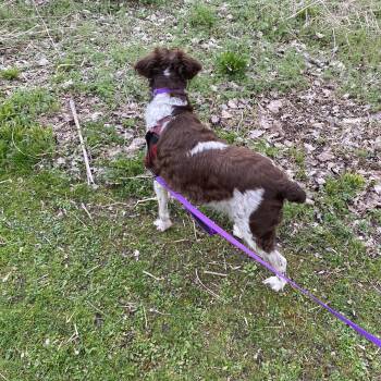 Rescue Brittany Spaniel Dogs for Adoption in Marion, Massachusetts - Hope (and Chrissy) | PetCurious