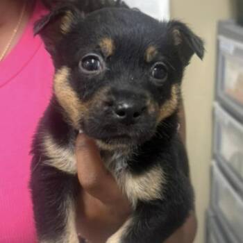 Mockingbird -  Cattle Dog and Mixed Breed Dog for Adoption in Briarcliff Manor, New York - Mockingbird | PetCurious