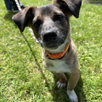 Trudy -  Corgi Dog Available for Adoption in Latrobe, Pennsylvania - Trudy | PetCurious