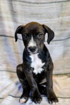 Ryder -  Mixed Breed Dog for Adoption in Dothan, Alabama - Ryder | PetCurious