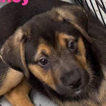 Mountain Cur and German Shepherd Dog Dogs Available for Adoption - Whitney - Lt Green | PetCurious