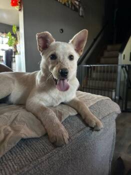 Australian Cattle Dog Blue Heeler Dogs Available for Adoption - Ally | PetCurious