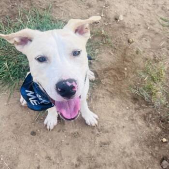 Moby -  Labrador Retriever and Pit Bull Terrier Dog for Adoption in Austin, Texas - Moby | PetCurious